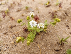 Leucheria tomentosa