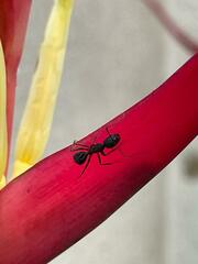 Camponotus compressus