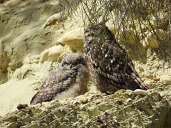 Bubo africanus africanus