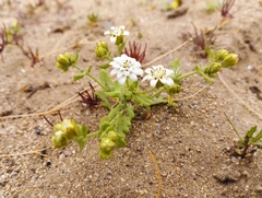 Leucheria tomentosa