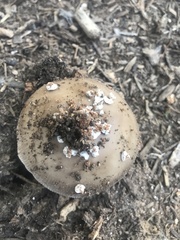 Amanita rhacopus
