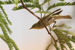 Phylloscopus sibilatrix