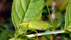 Leptophyes laticauda
