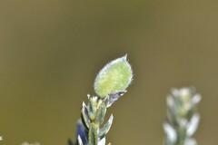 Amphithalea ericifolia