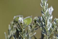 Amphithalea ericifolia