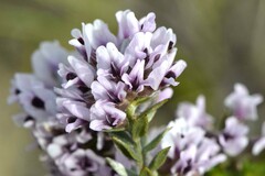 Amphithalea ericifolia