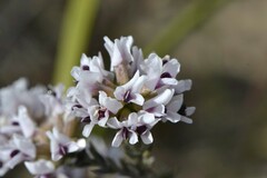 Amphithalea ericifolia