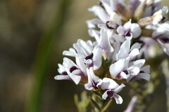 Amphithalea ericifolia