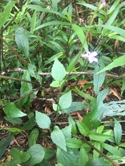 Stachytarpheta jamaicensis