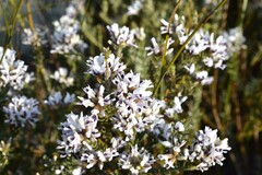 Amphithalea ericifolia