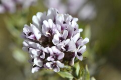 Amphithalea ericifolia