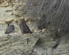 Bubo africanus africanus