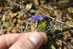 Aristea africana
