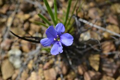 Aristea africana