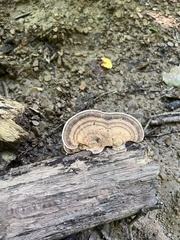 Trametes lactinea
