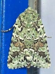 Lacinipolia laudabilis