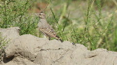 Galerida cristata
