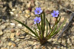 Aristea africana