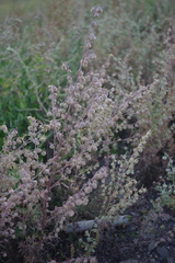 Artemisia sieversiana