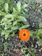 Calendula officinalis