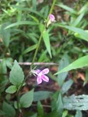 Stachytarpheta jamaicensis