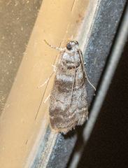 Sciota uvinella