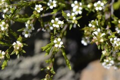 Coleonema juniperinum