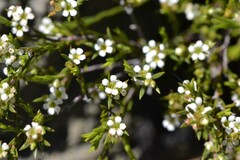 Coleonema juniperinum