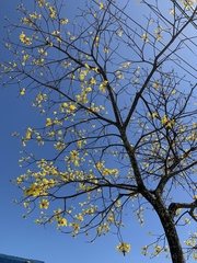 Handroanthus umbellatus