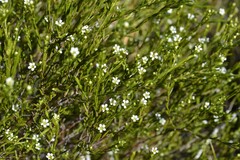 Coleonema juniperinum