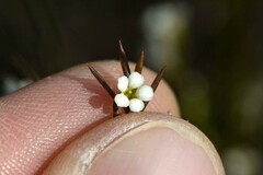 Coleonema juniperinum