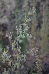 Artemisia sieversiana