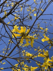 Handroanthus umbellatus
