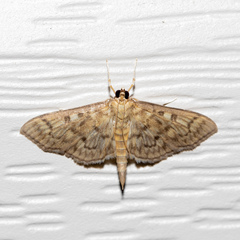 Herpetogramma pertextalis