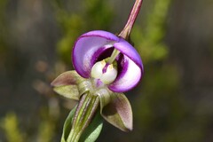 Disperis capensis