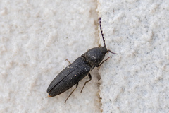 Melanotus cribricollis