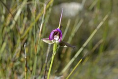 Disperis capensis