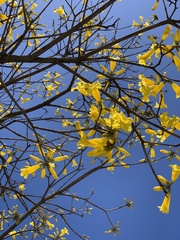 Handroanthus umbellatus