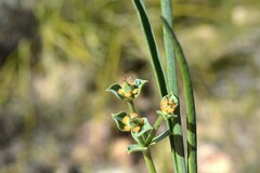 Euphorbia silenifolia