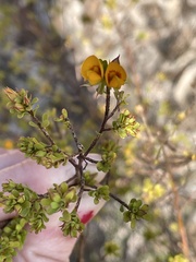 Pultenaea