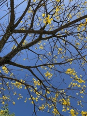 Handroanthus umbellatus
