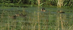 Gallinula chloropus chloropus