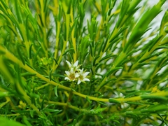Diosma