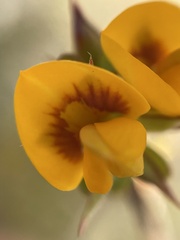 Pultenaea