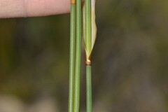 Elegia juncea