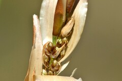 Elegia juncea