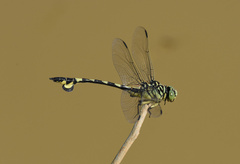 Sinictinogomphus clavatus