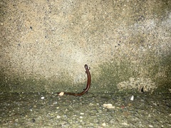 Batrachoseps attenuatus