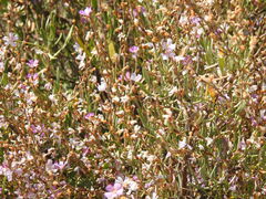 Limoniastrum monopetalum