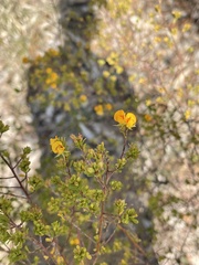 Pultenaea